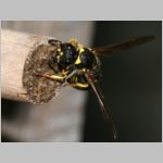 Ancistrocerus nigricornis - Lehmwespe 13 beim Nestverschluss.jpg